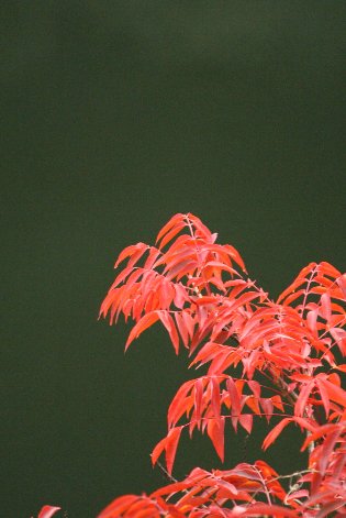 紅葉した櫨の葉