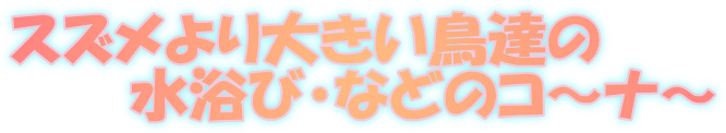 XY傫B @@@сEȂǂ̃R`i` 