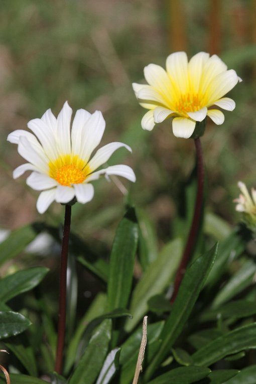 KUjA