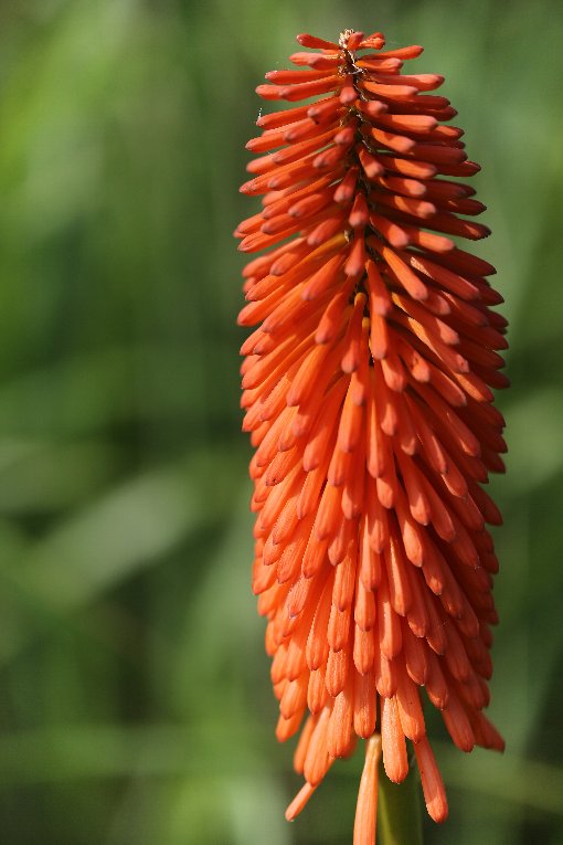 ăAG