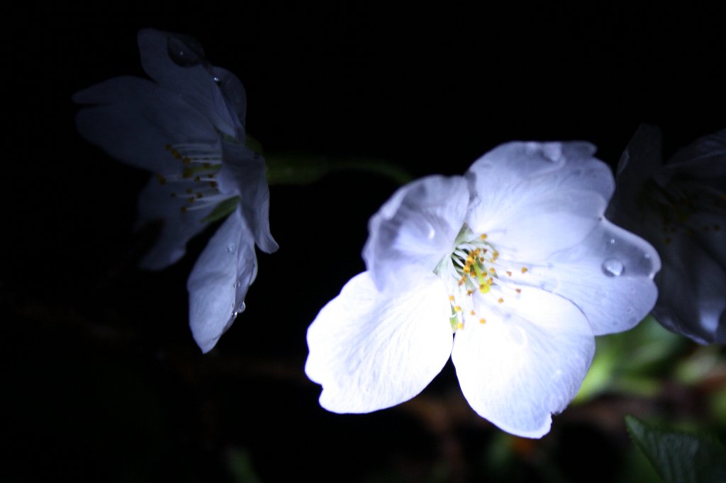 夜桜