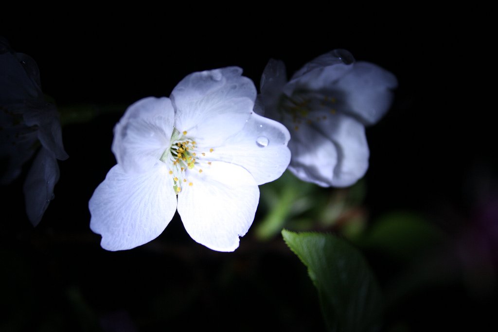 夜桜
