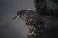 zVSC