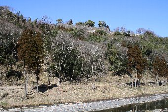 隬