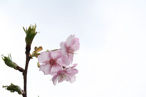 河津桜
