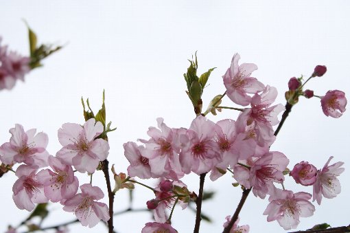 河津桜
