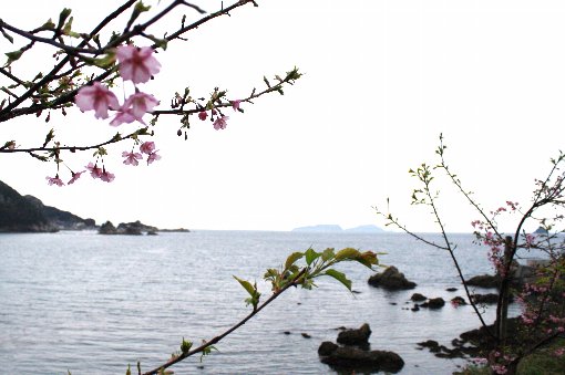 河津桜と無垢島