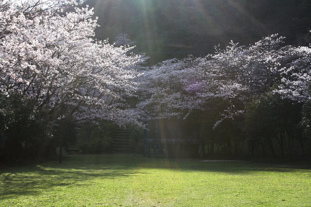 青江ダム公園の桜