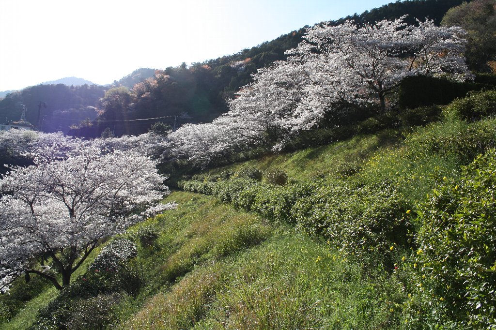 青江ダムの桜