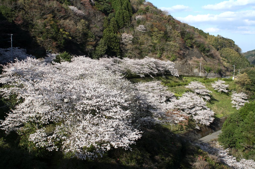 青江ダムの桜