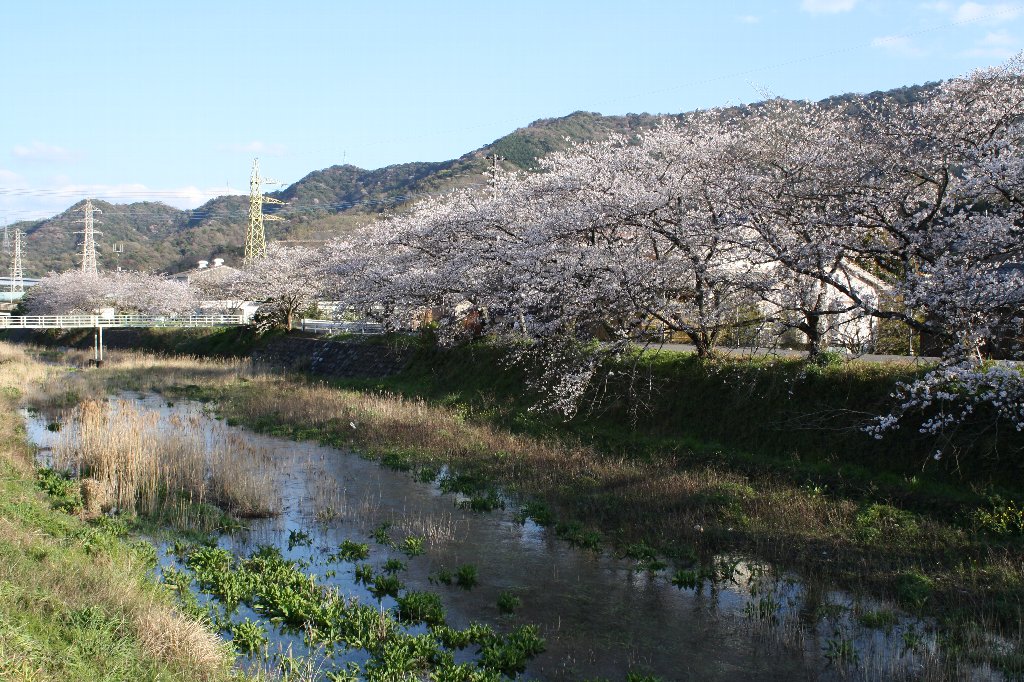 どんどん川の桜