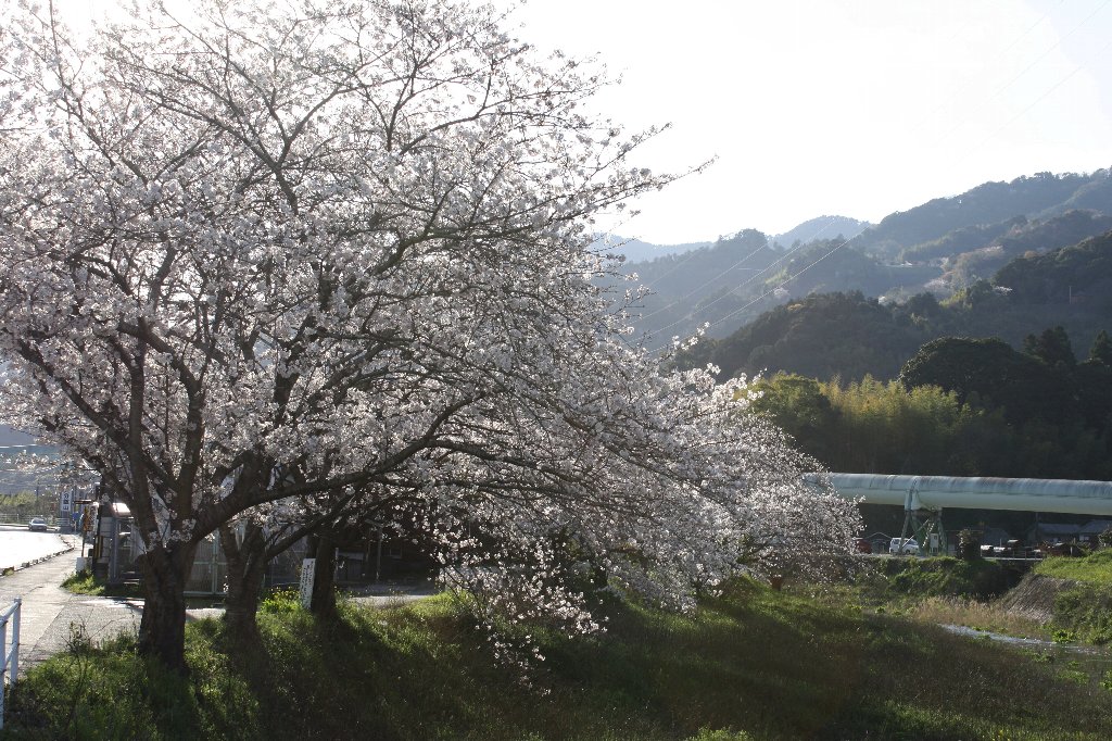 どんどん川の桜