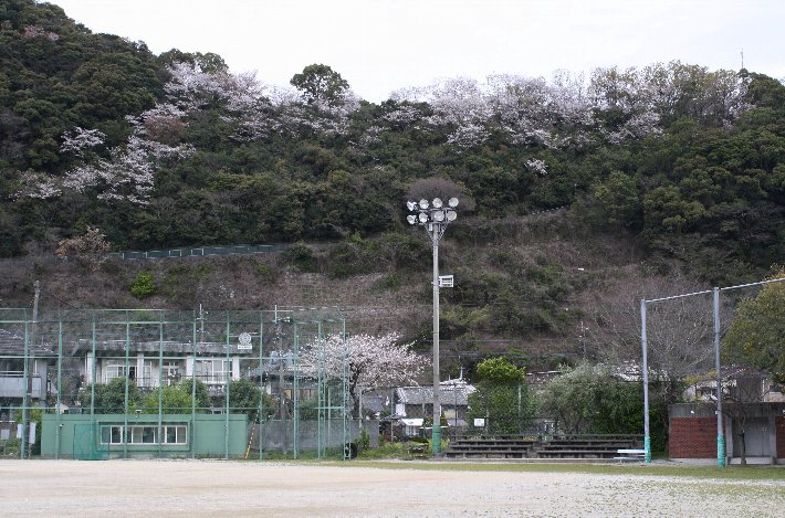 宮山公園の桜