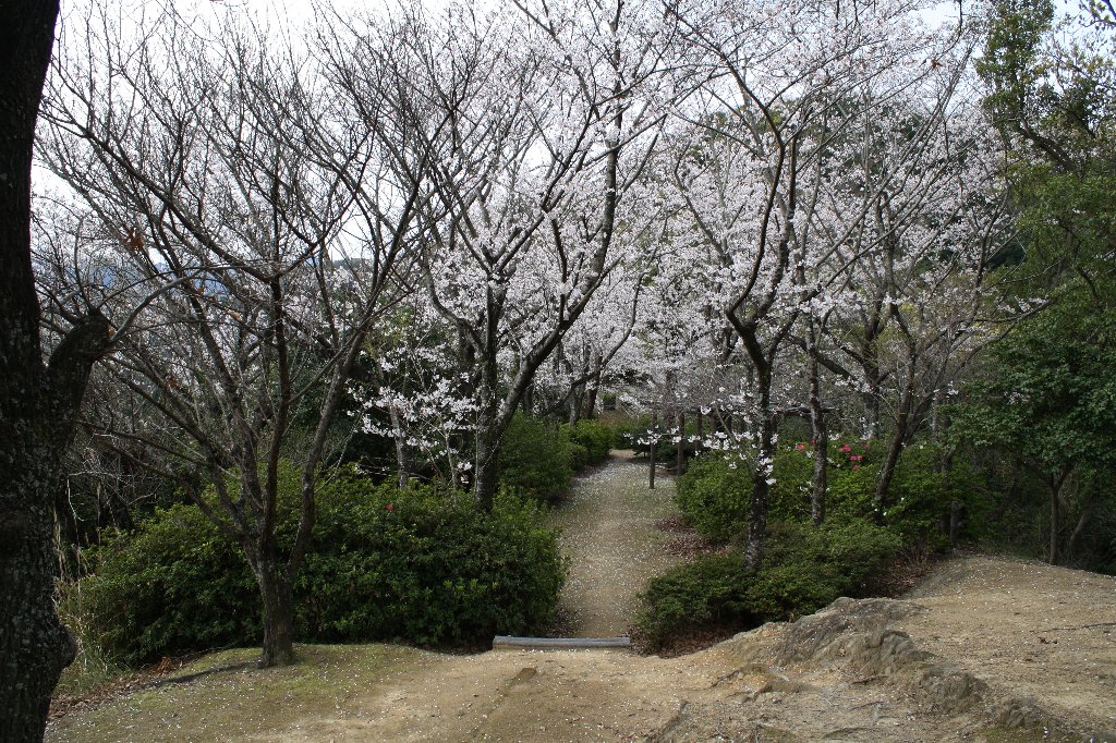 宮山公園の桜