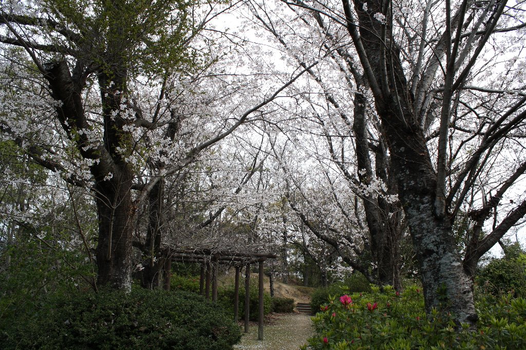 宮山公園の桜