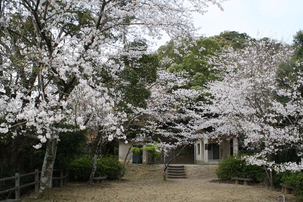 宮山公園の桜