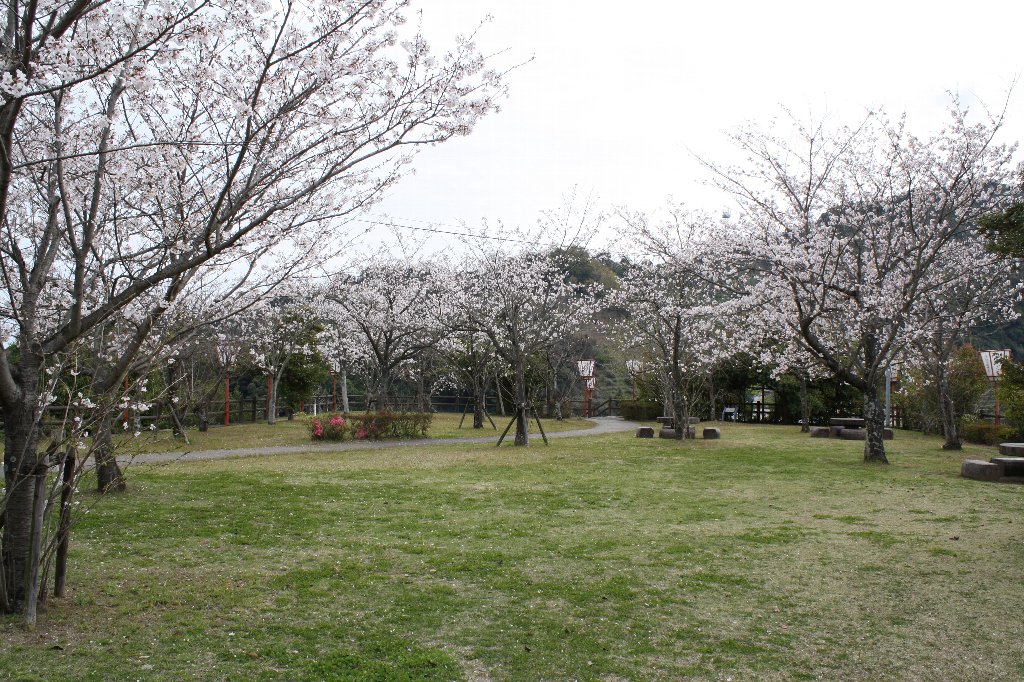 大友公園の桜