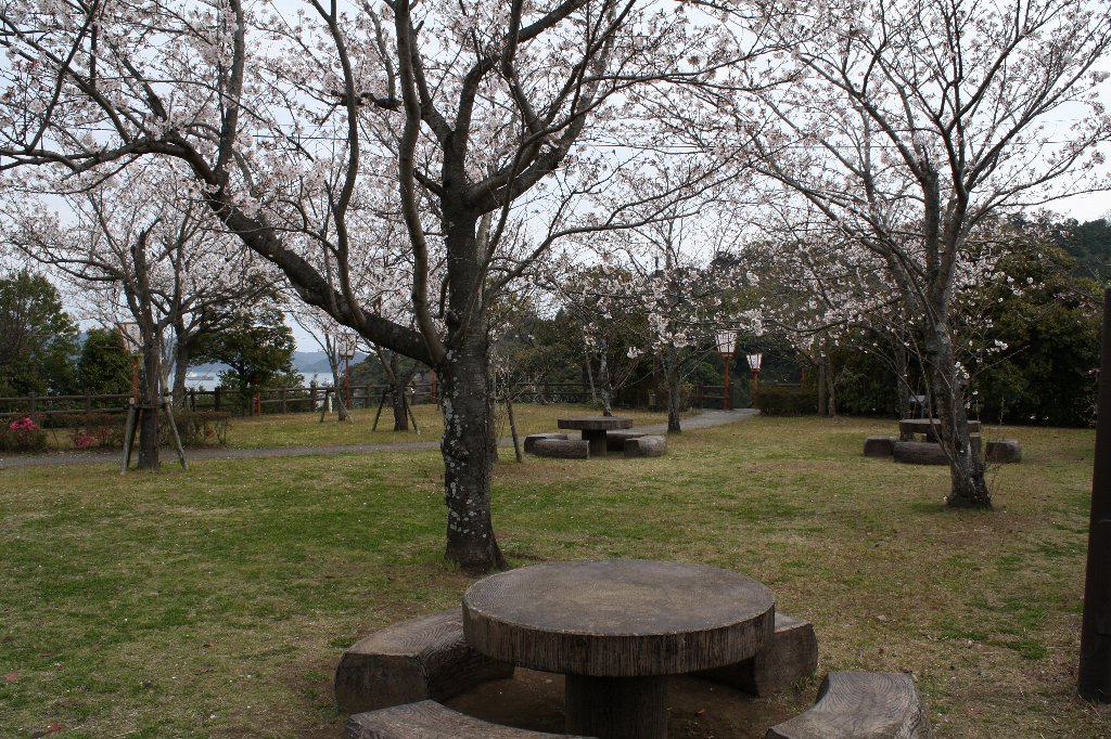 大友公園の桜