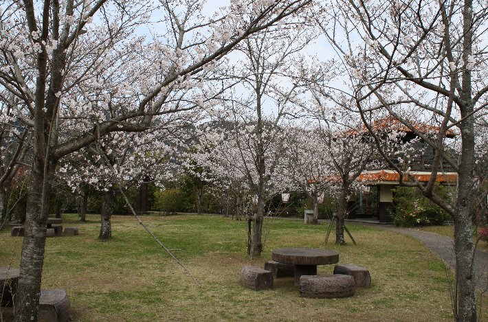大友公園の桜