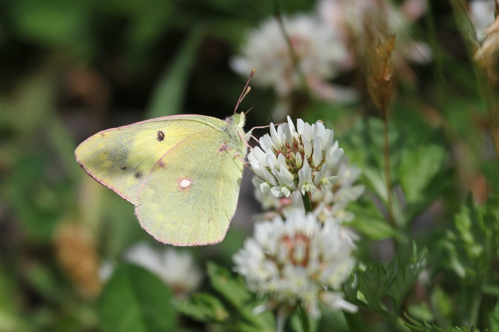 白詰草と紋黄蝶