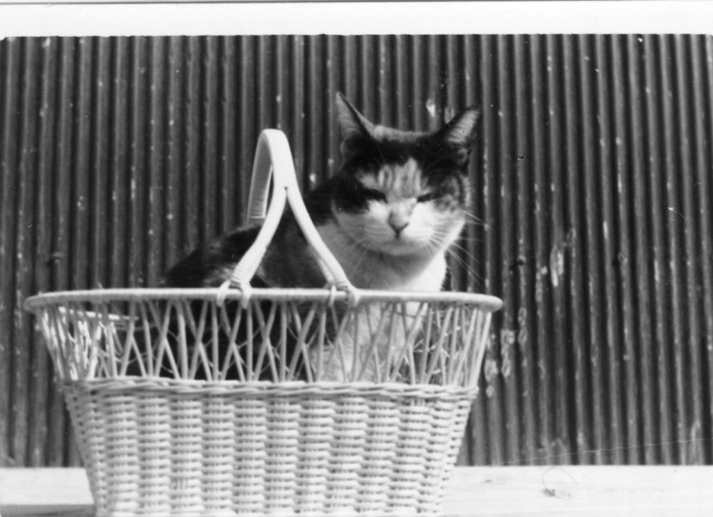 1962ミー