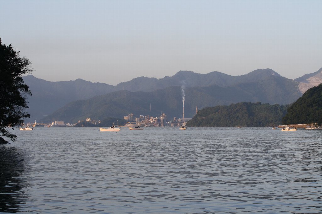 イワシ鯛