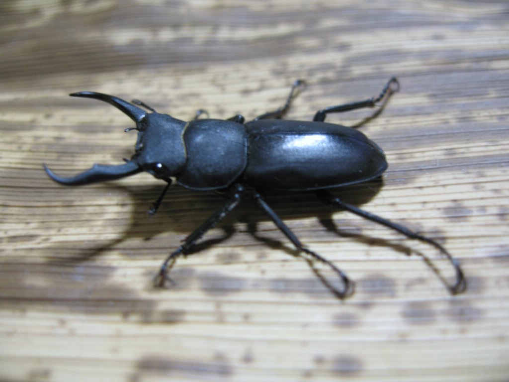 コクワガタ