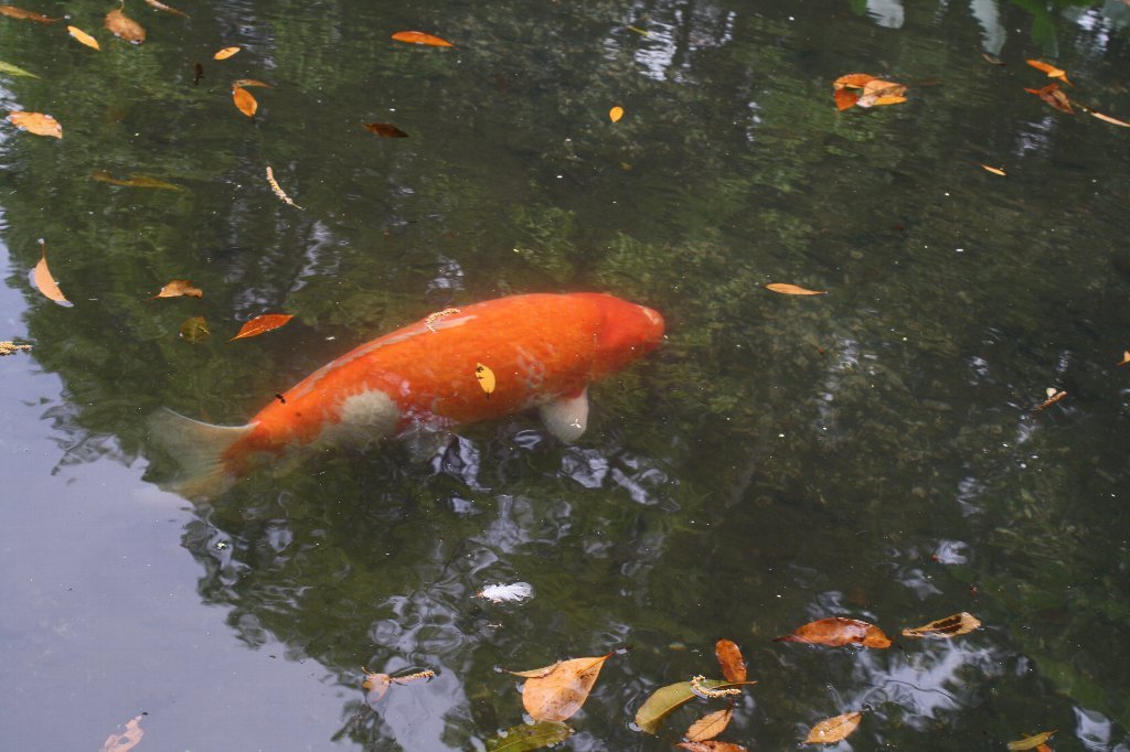 鯉は鯉