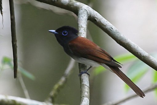 �T���R�E�`���E